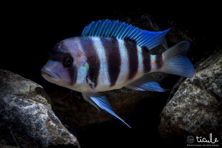 Cyphotilapia gibberosa 'Cape Mpimbwe'